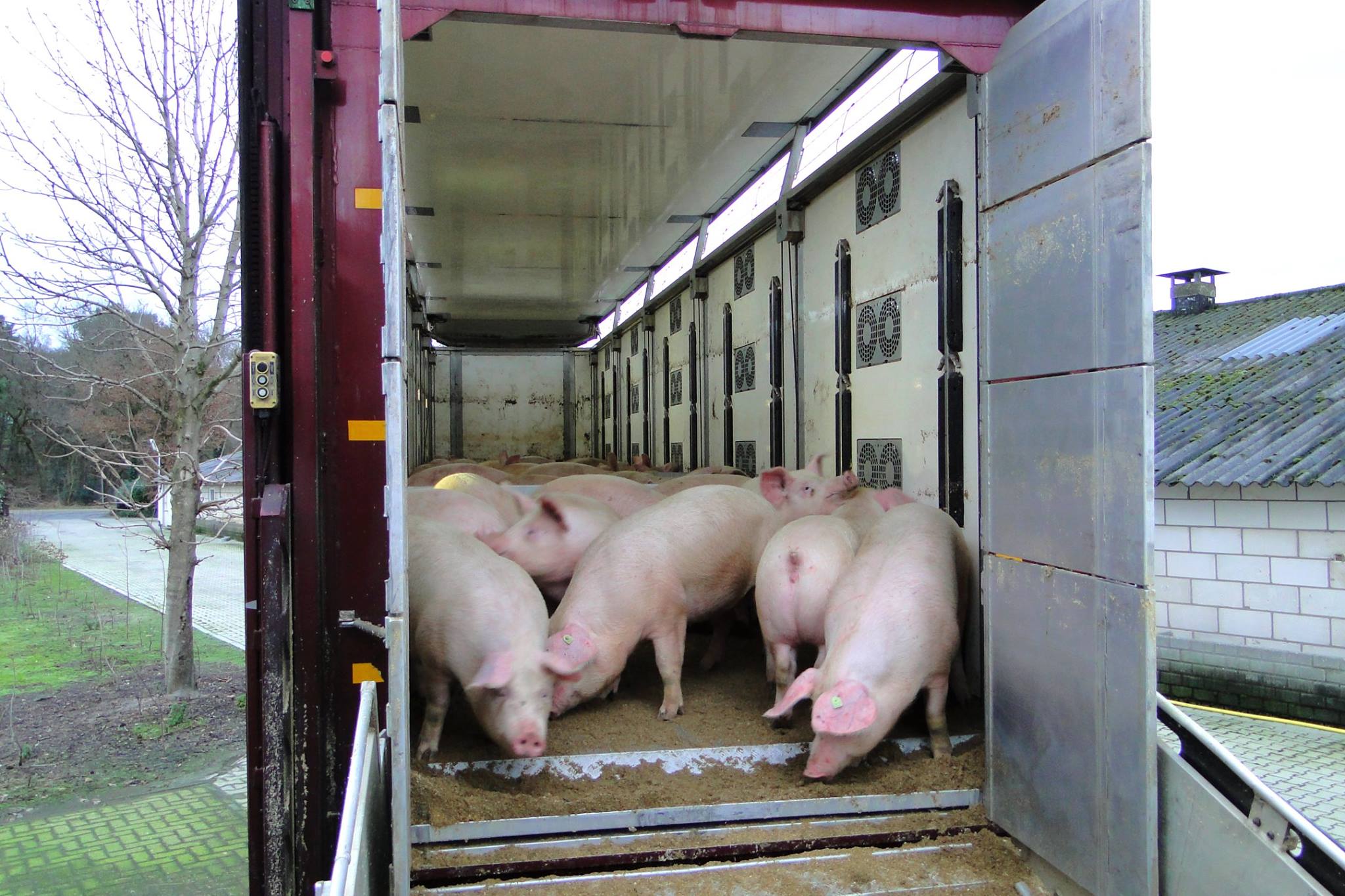 Verbod op veetransport bij 30°C zorgt voor grote praktische problemen