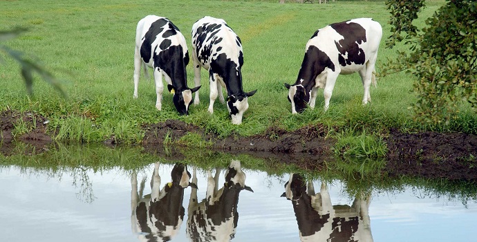 Voorzorgsmaatregelen Lumpy Skin Disease