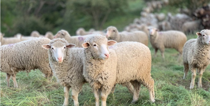 Grote zorgen convenant Dierwaardige Veehouderij