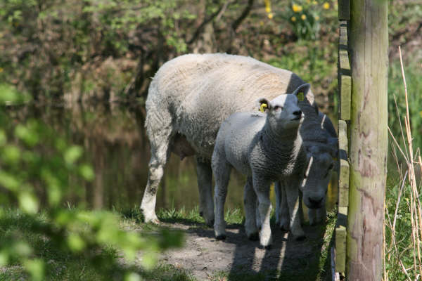 Schapen