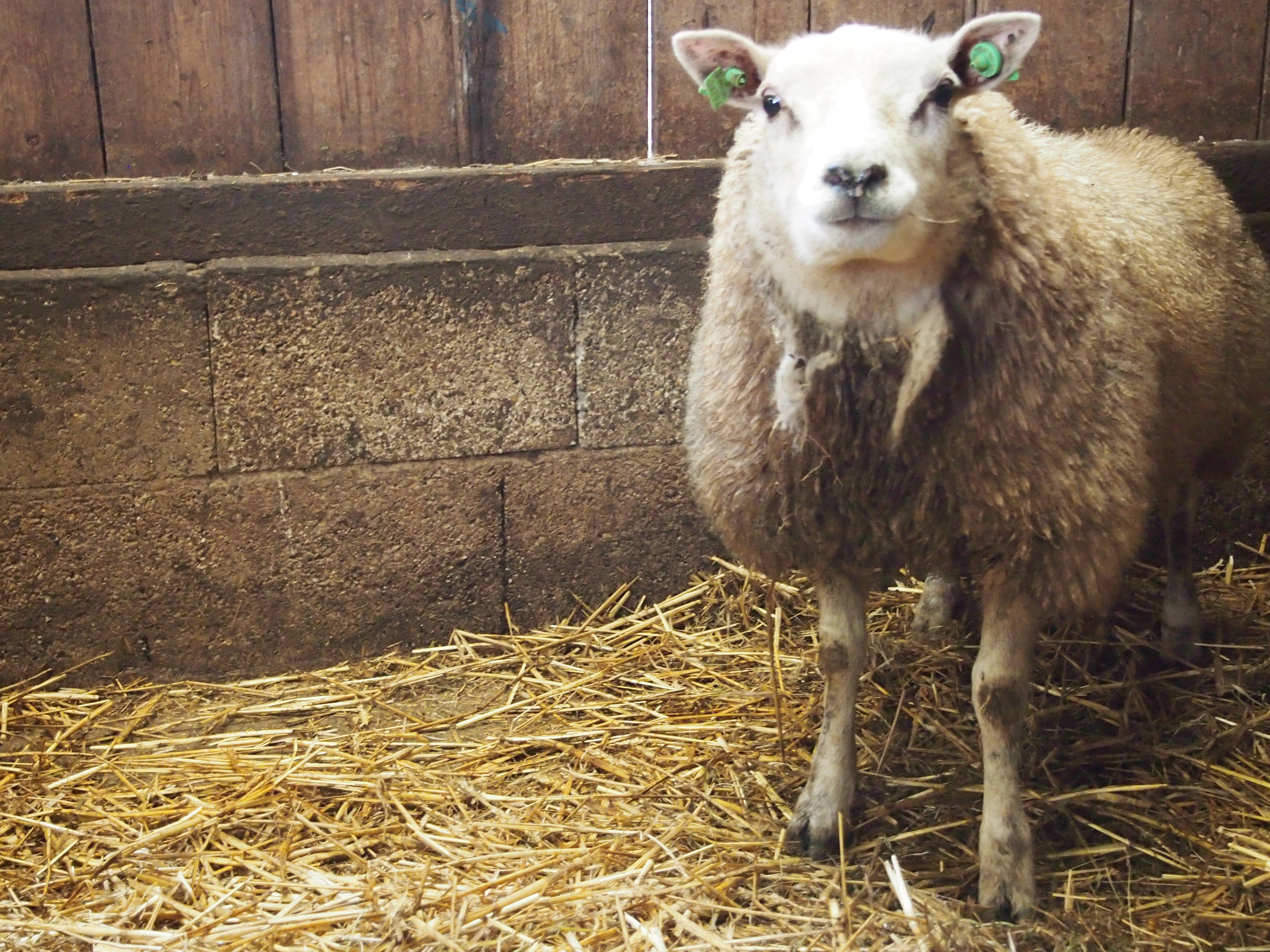Schaap